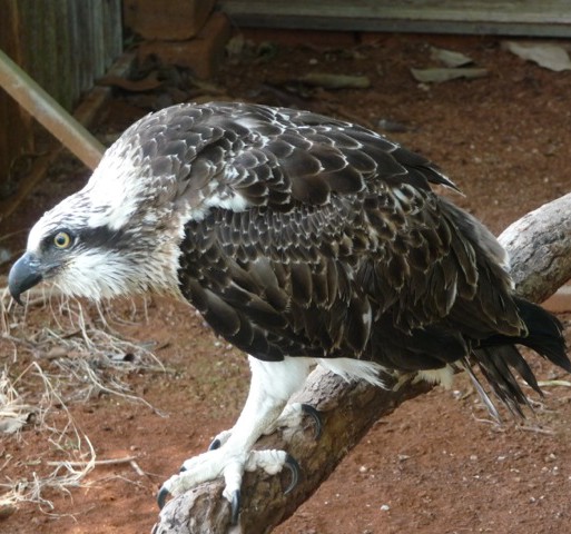 P1030041-e1390791320273