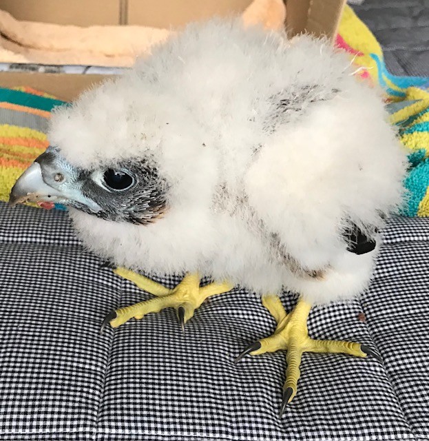 Rescued Peregrin Falcon chick Rescued Peregrin Falcon chick